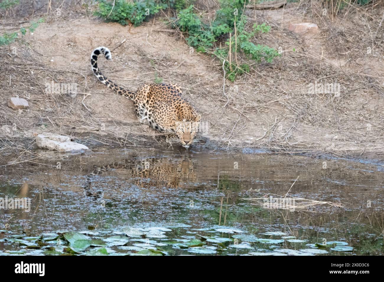 Léopard indien dans un point d'eau à la réserve de Jhalana au Rajasthan en Inde Banque D'Images