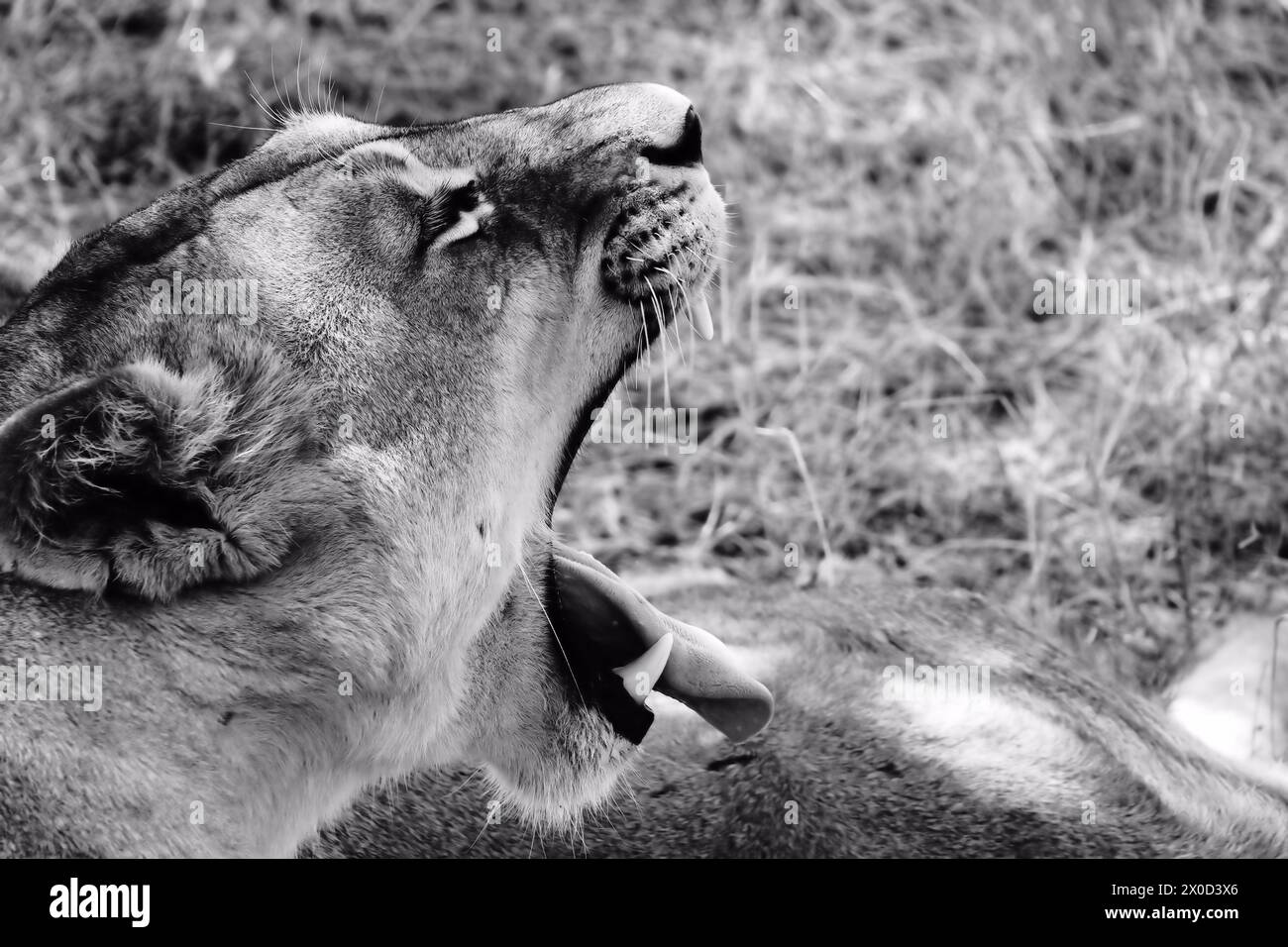 B&W Lion Roar, Serengeti Banque D'Images