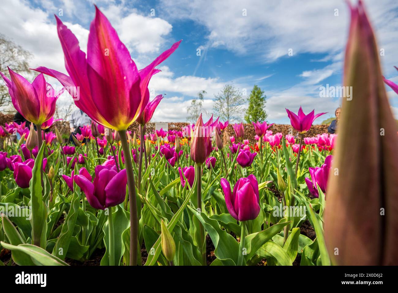 Jardin RHS Bridgewater à Worsly près de Manchester. Tulipes à fleurs de lis. Banque D'Images