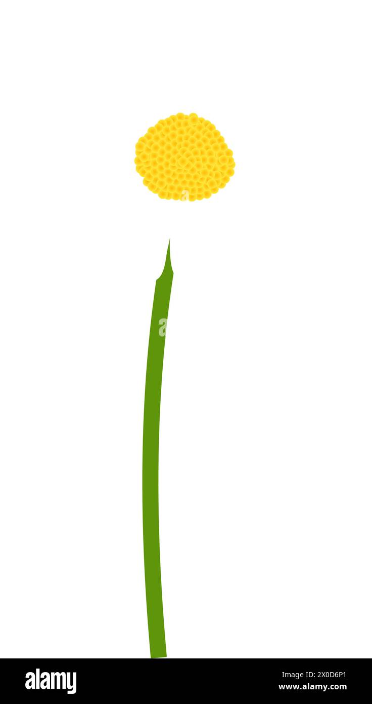 Fleur de camomille. Belle fleur pour faire des dessins d'été et de printemps. Illustration vectorielle. Illustration de Vecteur