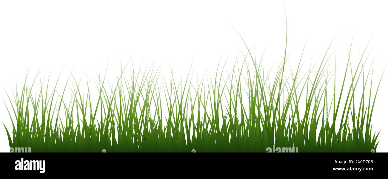 Bordure d'herbe verte. Illustration isolée d'herbe fraîche haute vert. Illustration de Vecteur