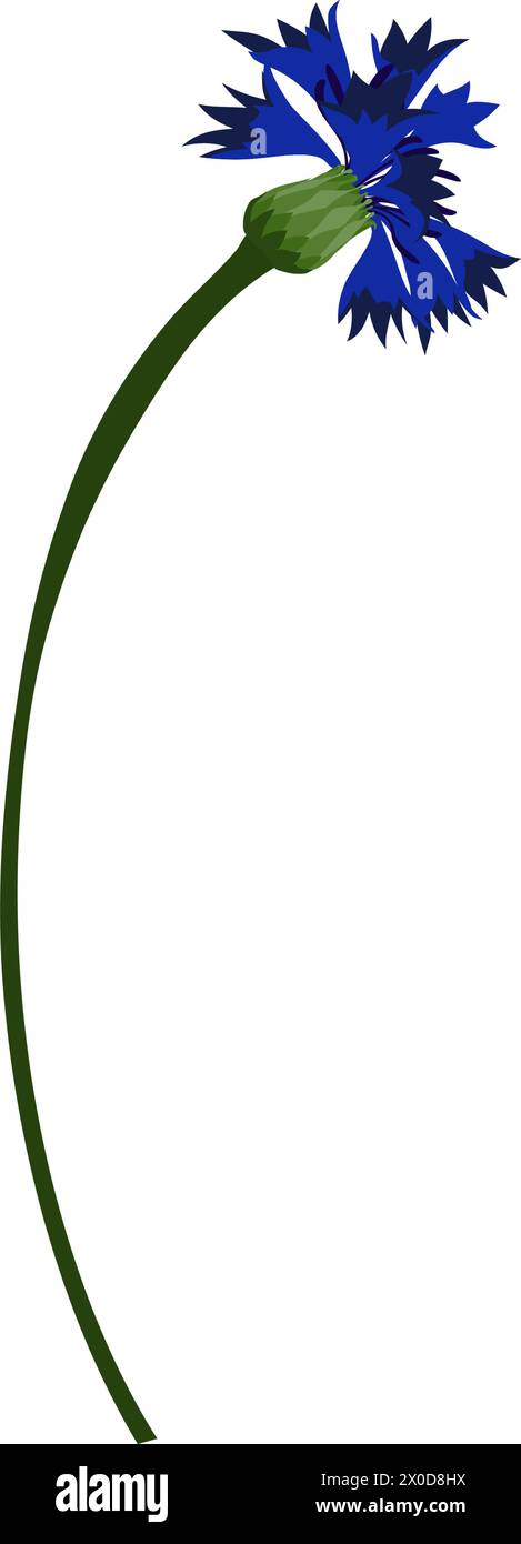 Fleur de bleuet de prairie. Belle fleur pour faire des dessins de prairie d'été et de printemps. Illustration vectorielle. Illustration de Vecteur