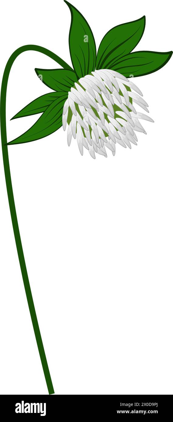 Fleur de trèfle de prairie. Belle fleur pour faire des dessins de prairie d'été et de printemps. Illustration vectorielle. Illustration de Vecteur