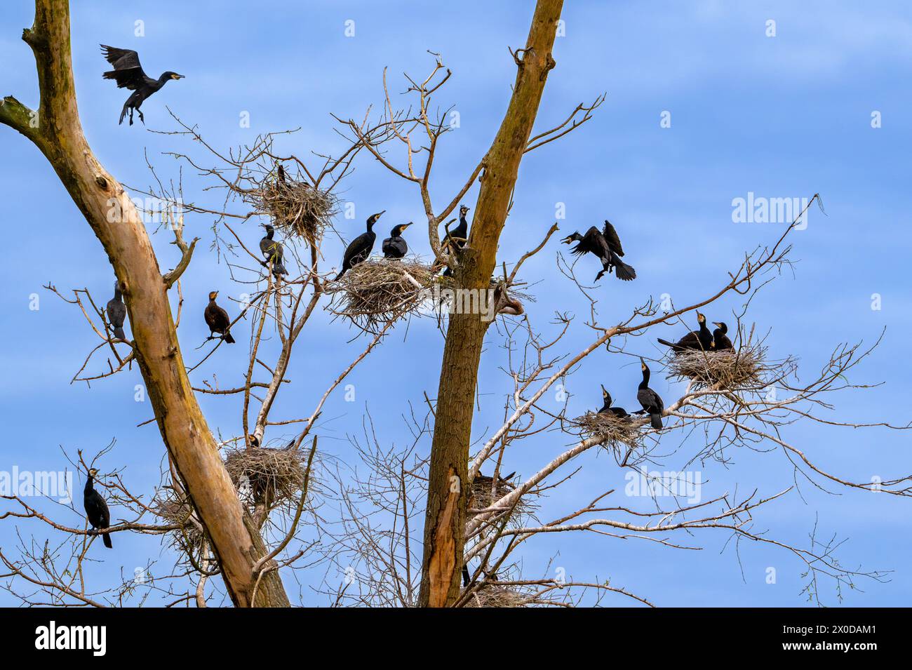 Colonie de reproduction de grands cormorans (Phalacrocorax carbo) nichant dans un arbre mort en milieu humide/marais au printemps Banque D'Images