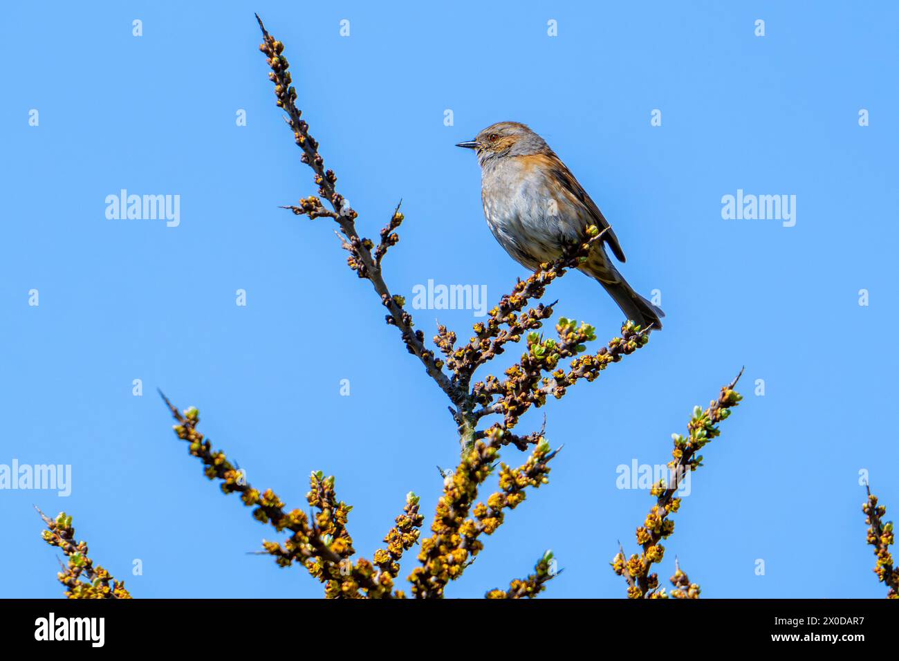 Dunnock / Hdge accentor (Prunella modularis / Motacilla modularis) perché dans l'arbuste argousier au printemps Banque D'Images