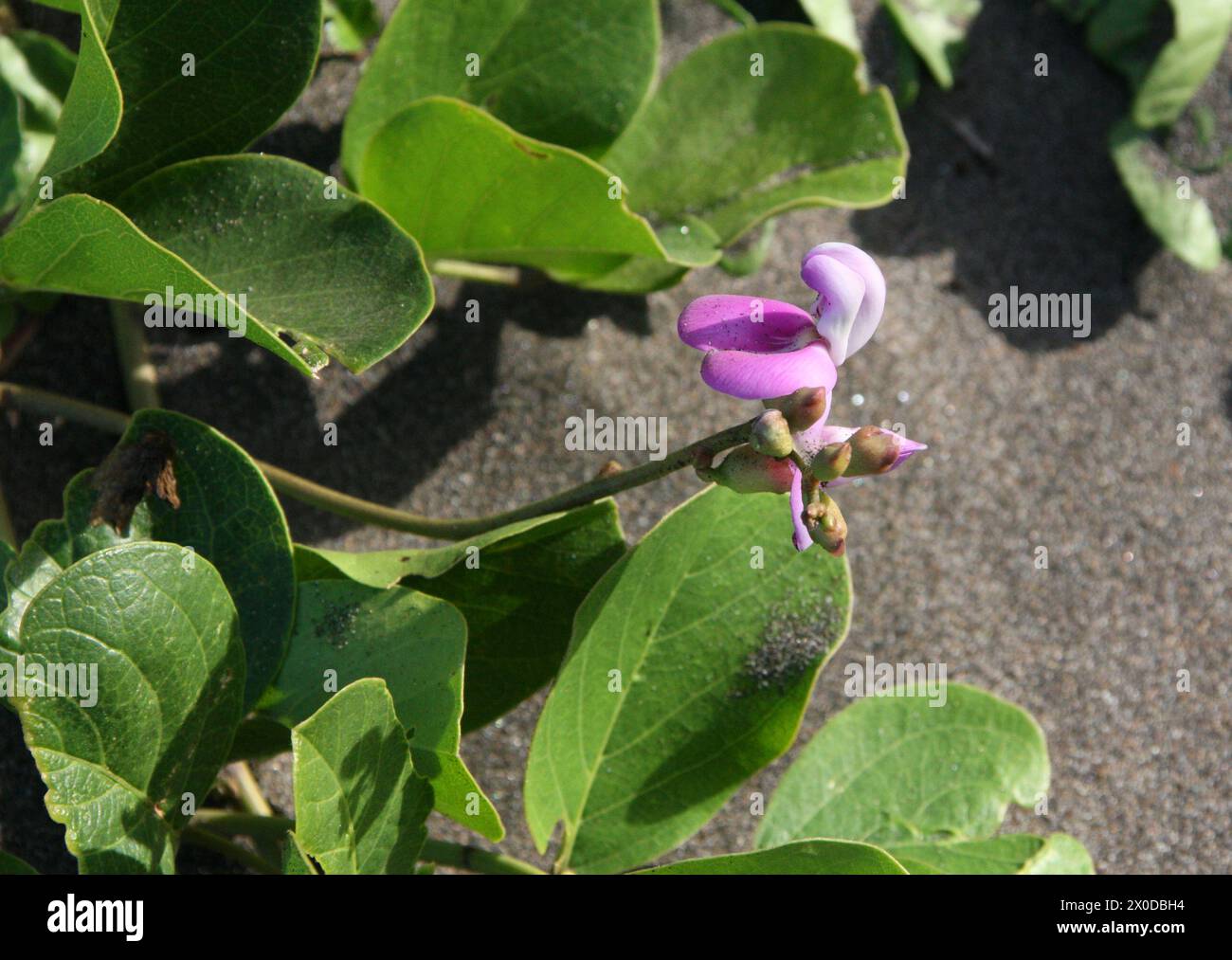 Seaside Bean ou Bay Bean, Canavalia rosea, Fabaceae. Costa Rica. Banque D'Images