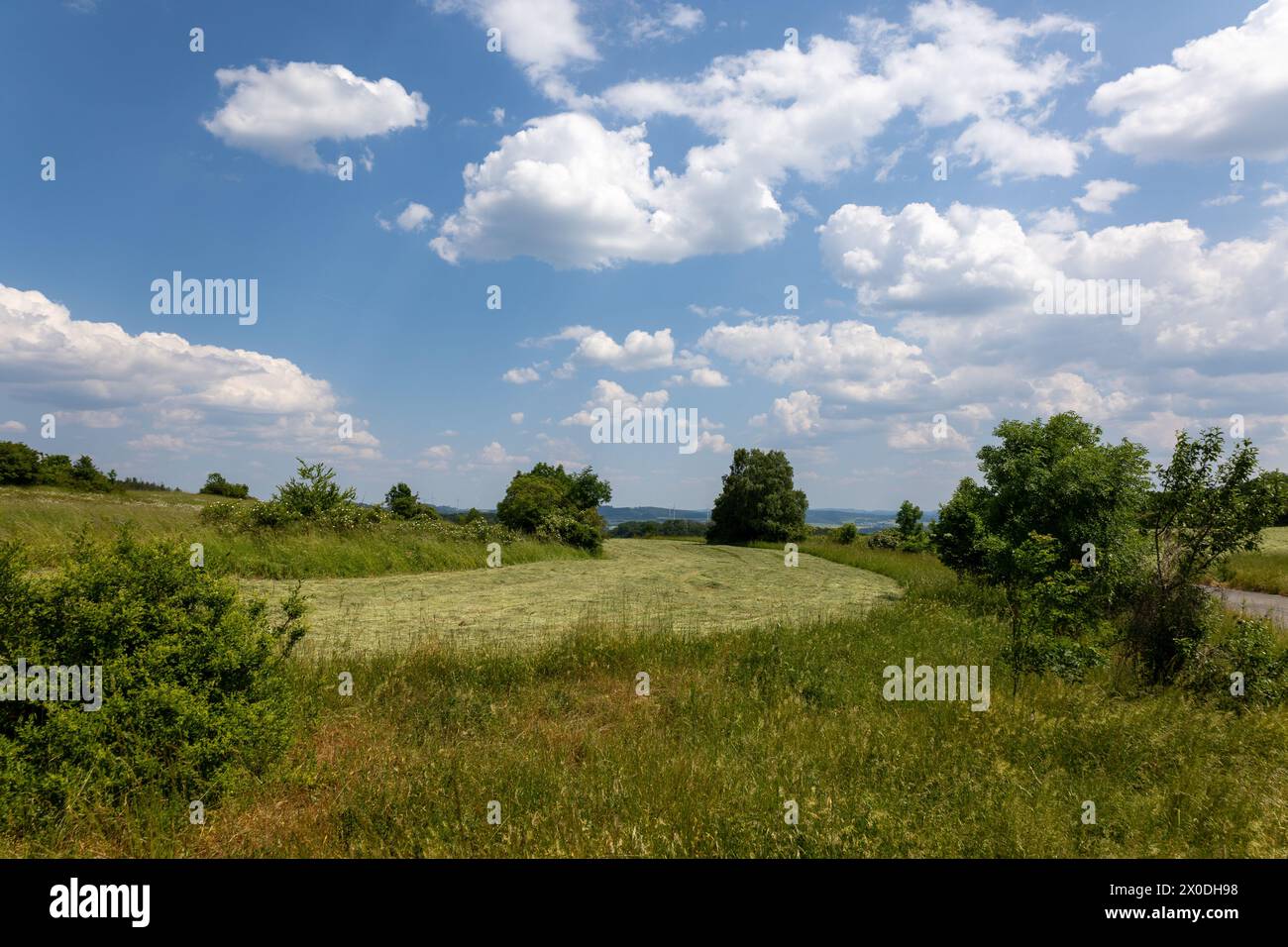 Un champ d'herbe avec quelques arbres en arrière-plan. Le ciel est bleu avec quelques nuages Banque D'Images