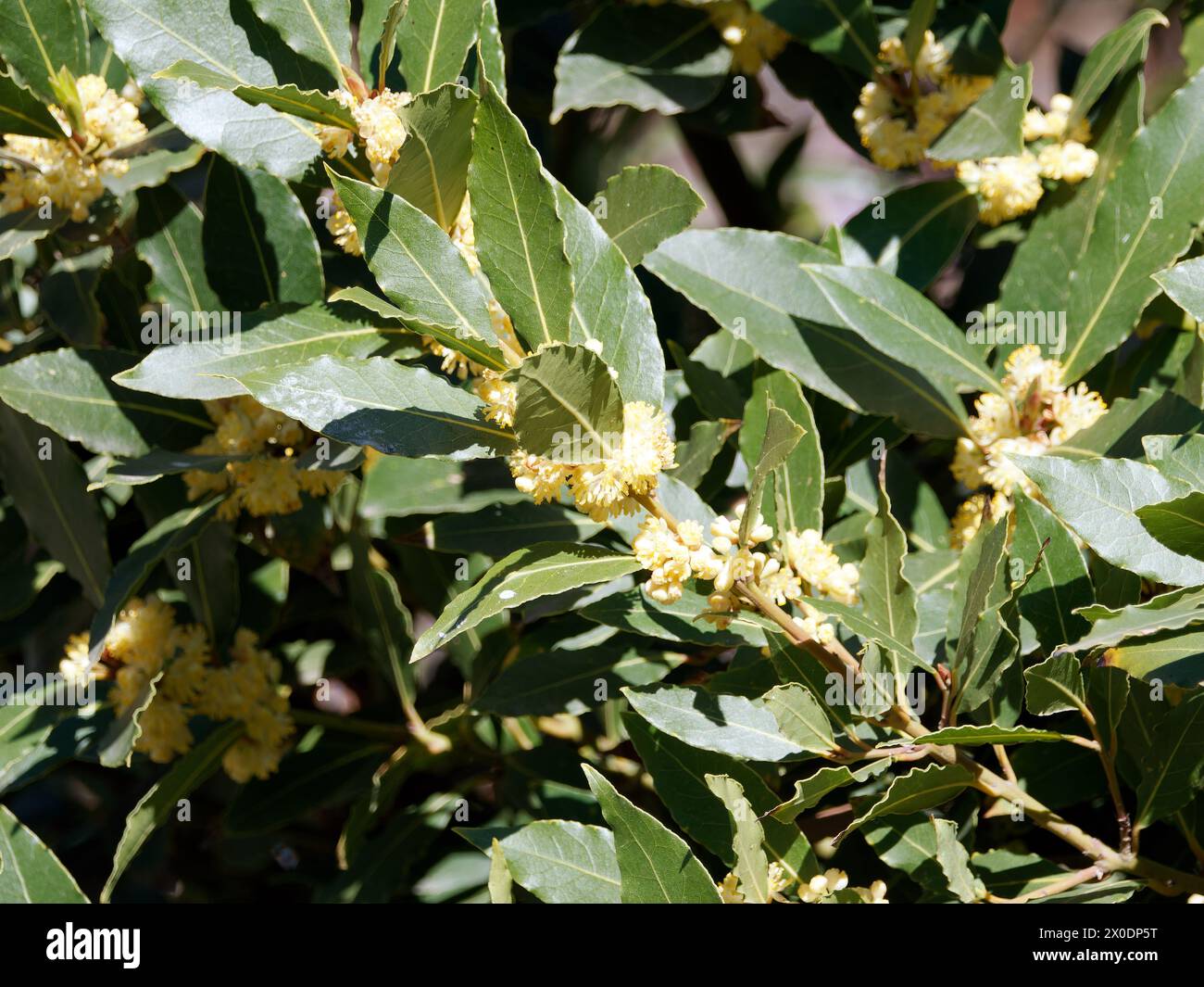 bay tree, laurier de baie, baie douce, vrai laurier, laurier grec, laurel, Echter Lorbeer, Edler Lorbeer, Gewürzlorbeer, Laurier, Laurus nobilis, babér Banque D'Images