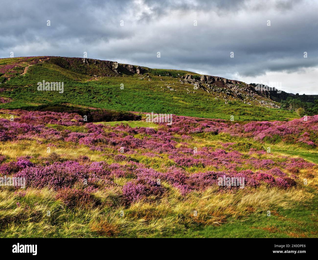 UK, West Yorkshire, Ilkley, Ilkley Moor, Heather Clad Moorland regardant vers Ilkley Crags. Banque D'Images