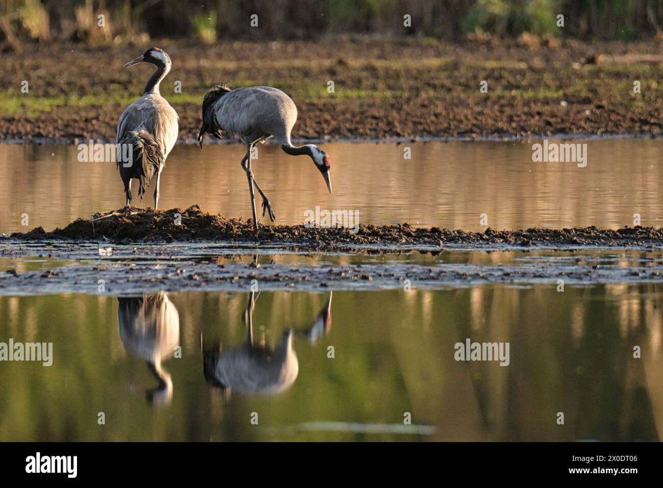 Grues se reproduisant dans une zone marécageuse Banque D'Images