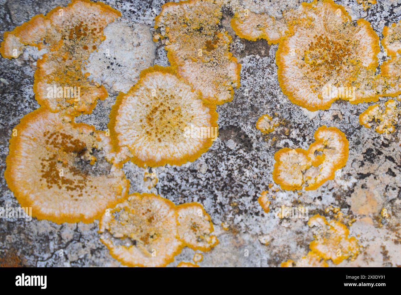 Les lichens jaunes poussant à la surface d'un rocher, créent une œuvre d'art abstraite faite par la nature elle-même. Banque D'Images