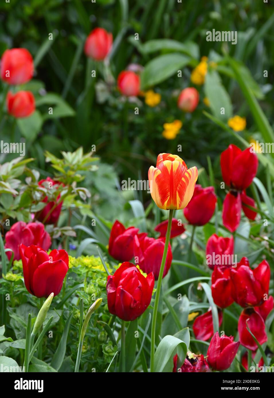 Red Triumph Tulip Seadov et autres fleurs printanières, y compris Euphorbia epithymoides (polychroma) et les fleurs murales. Avril Royaume-Uni Banque D'Images