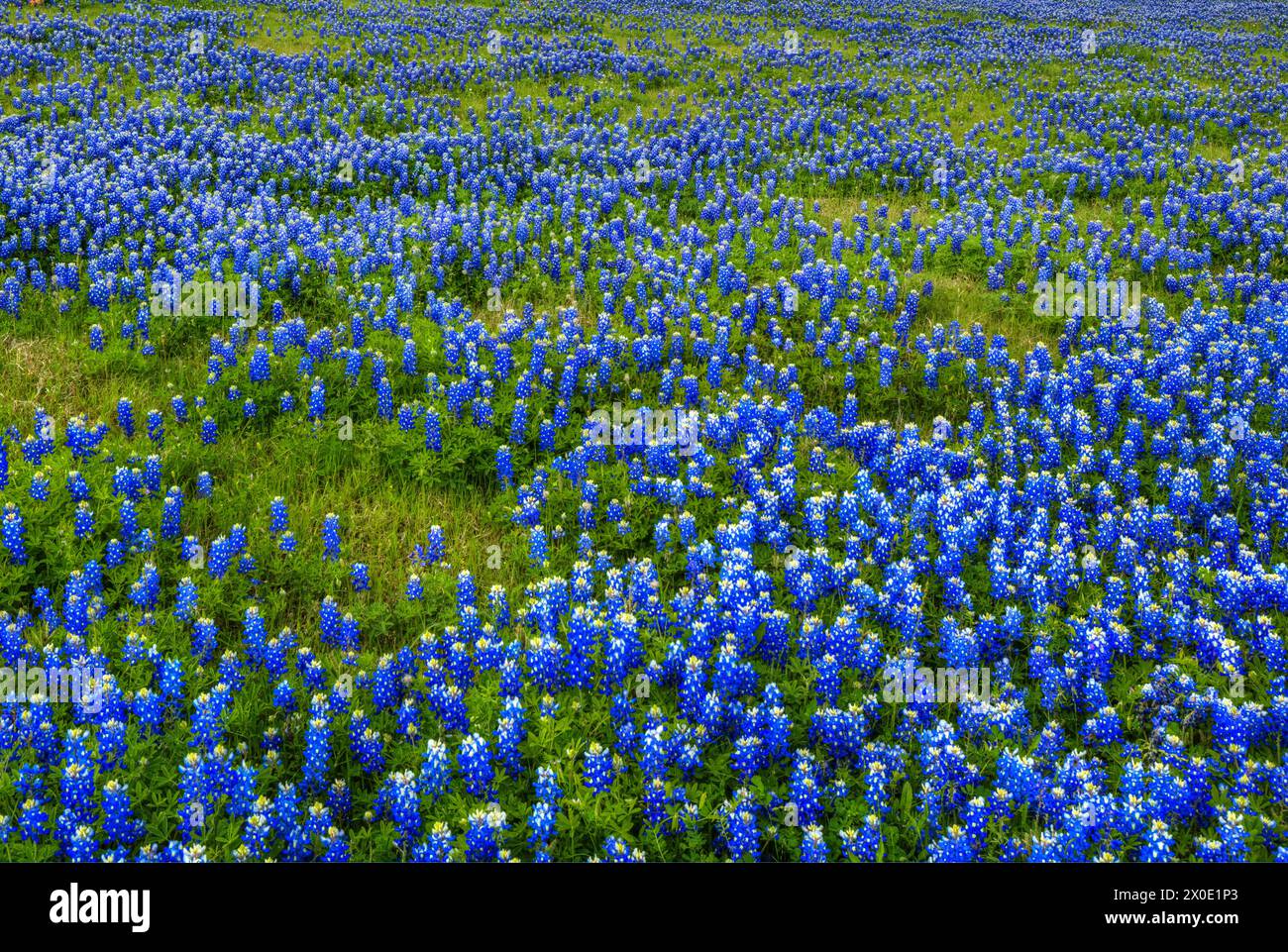 Bluebonnet Meadow Banque D'Images