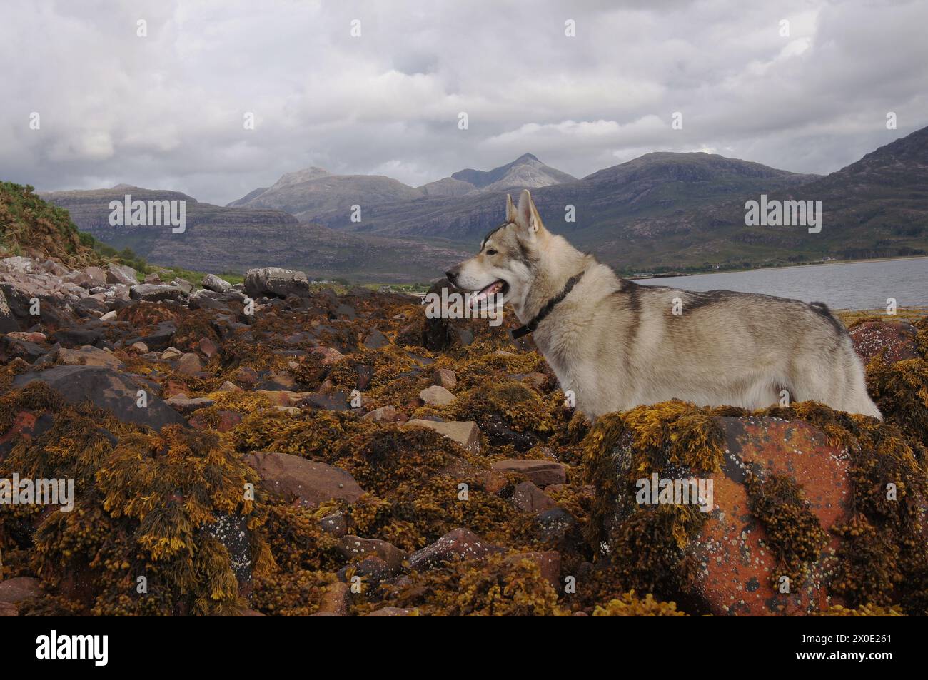 Tamaskan Wolf Dog à Upper Loch Torridon, Wester Ross, Highland Scotland, Royaume-Uni Banque D'Images