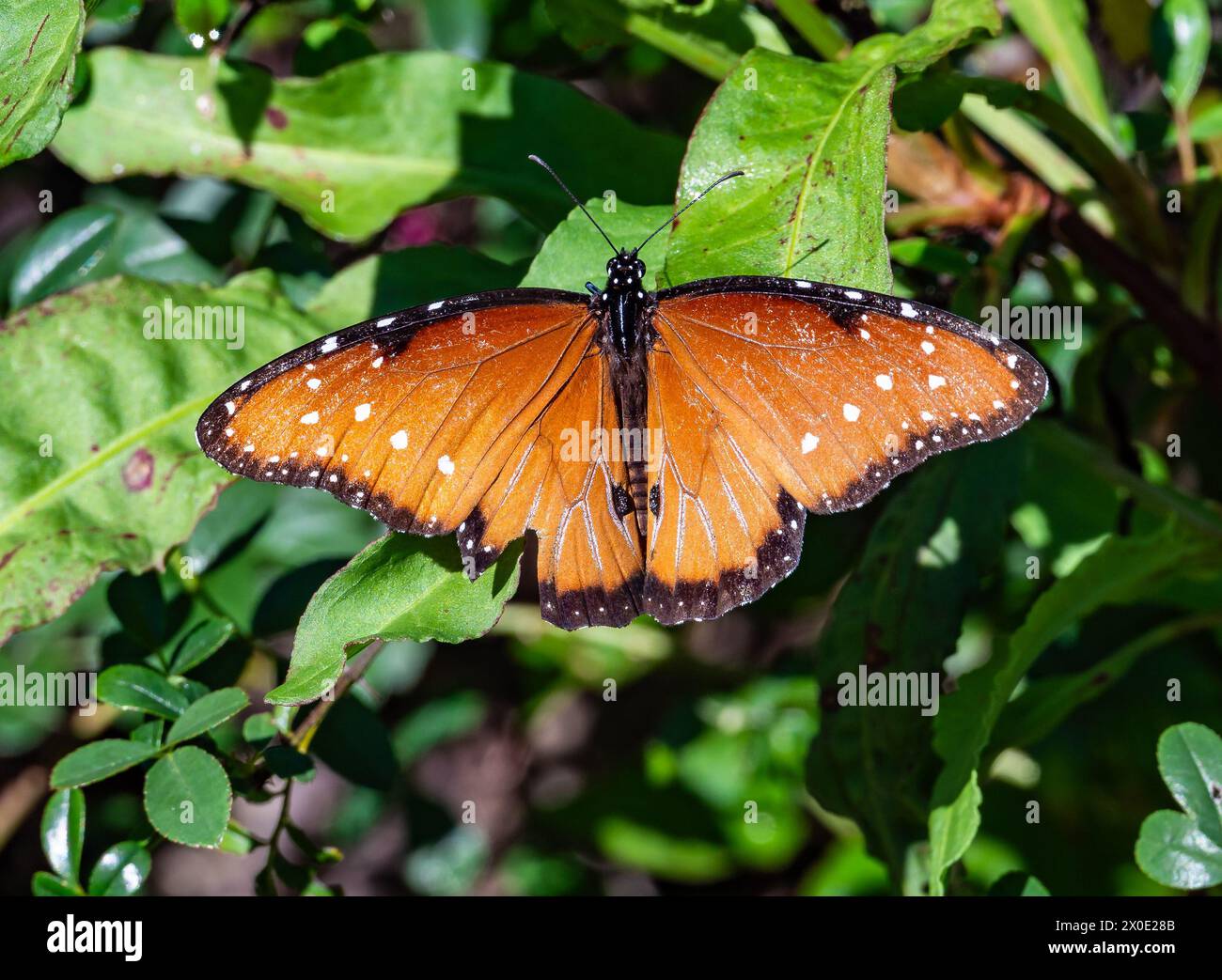 Un papillon reine coloré (Danaus gilippus) perché sur des feuilles vertes. Texas, États-Unis. Banque D'Images