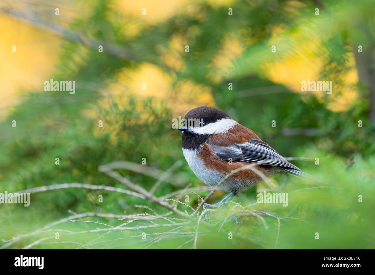 Chickadee à dos de châtaignier perché sur un arbre sur l'île de Bainbridge dans l'État de Washington. Banque D'Images