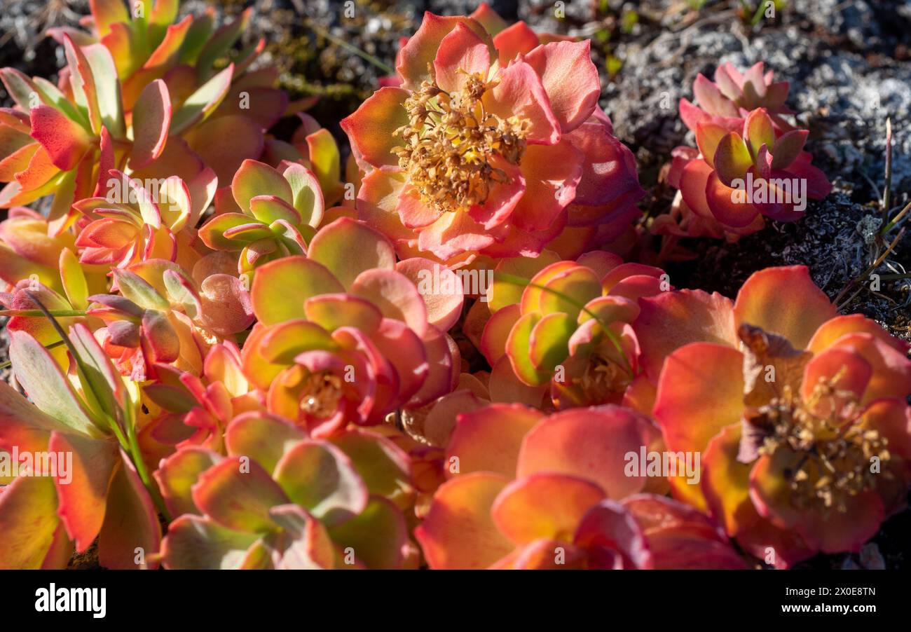 Usine arctique, Danmark Ø, est du Groenland Banque D'Images