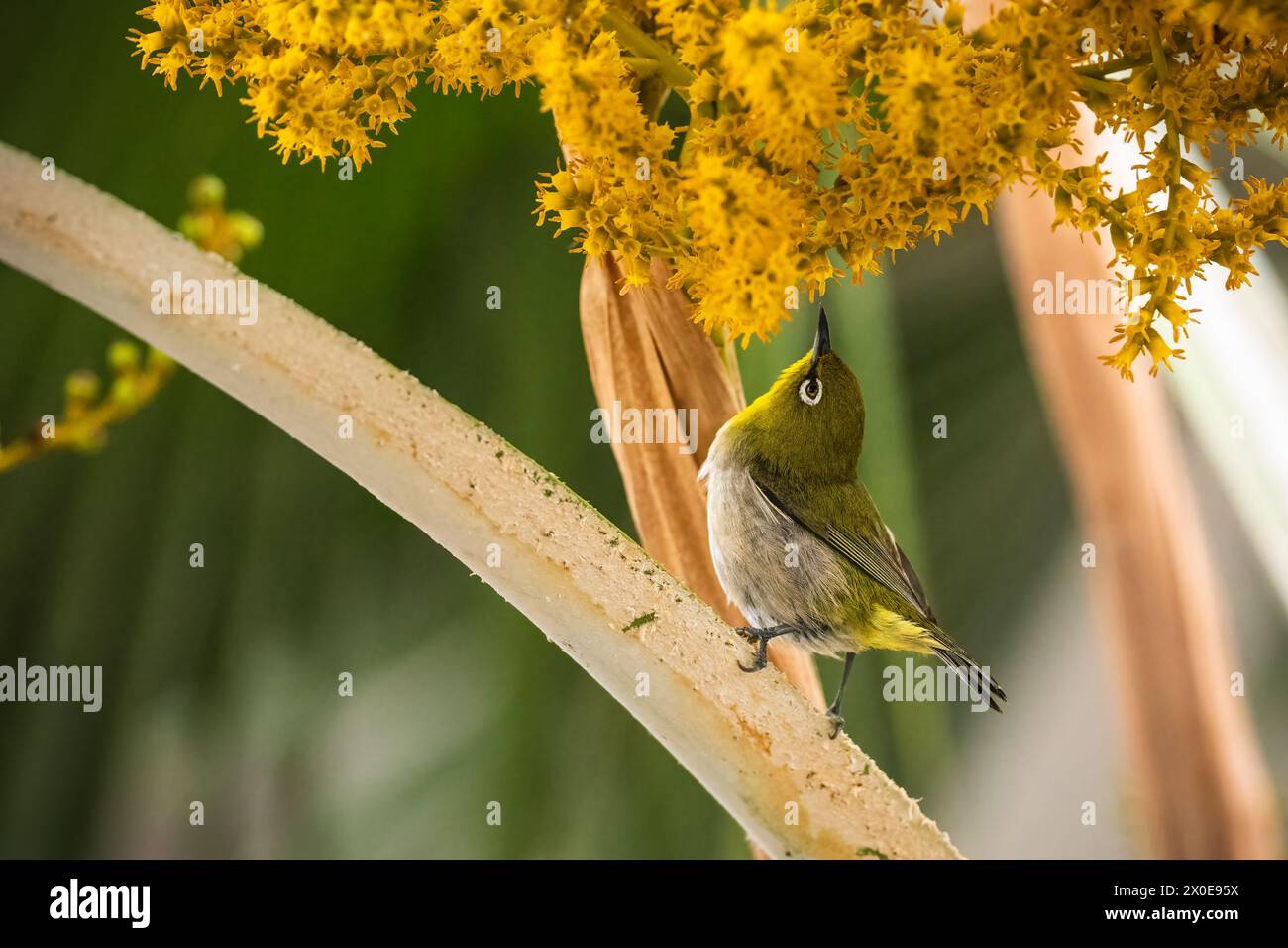 Japonais White-eye buting sur le palmier sur la Grande île d'Hawaï. Banque D'Images