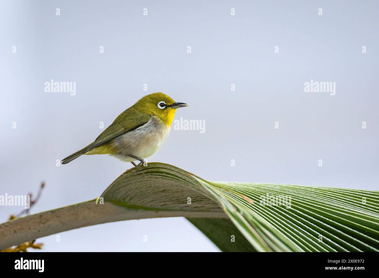 Japonais White-eye perché sur un palmier sur la Grande île d'Hawaï. Banque D'Images