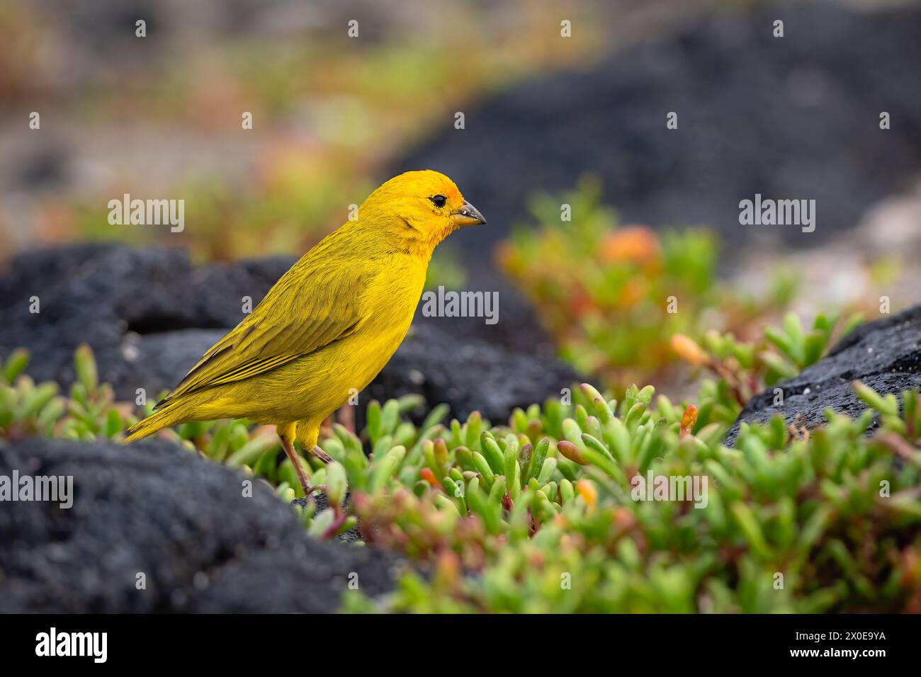 Cueillette de pignons de safran sur la Grande île d'Hawaï. Banque D'Images