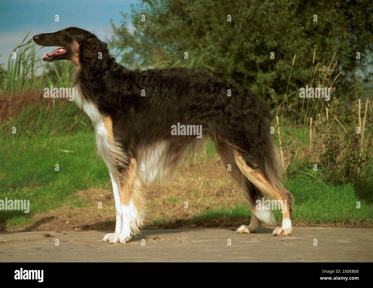 Borzoi Dog Noir et Brindle avec blanc Slanding latéralement à l'extérieur Banque D'Images