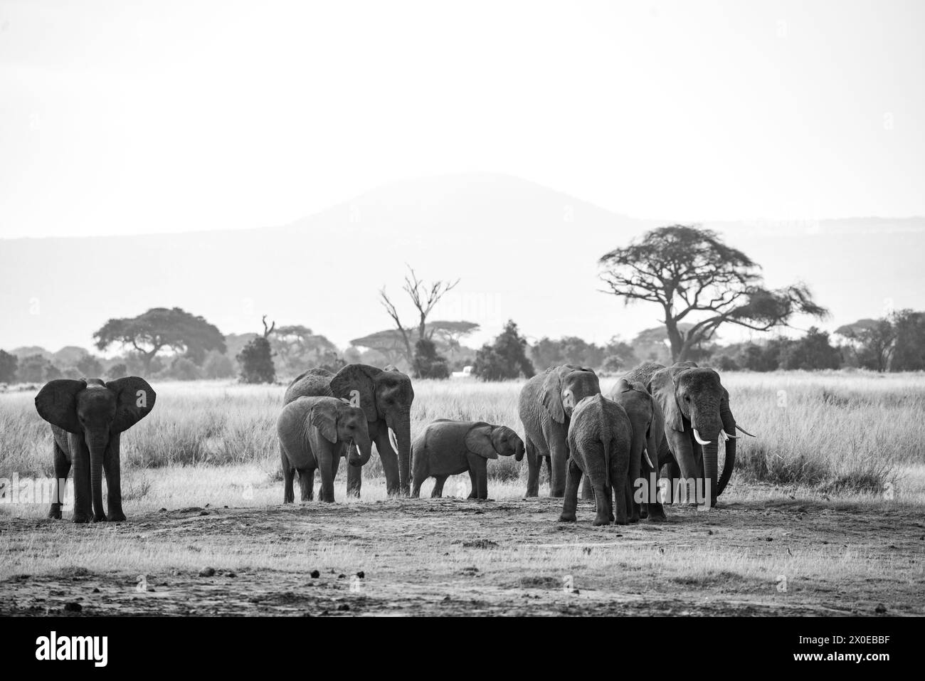 Éléphant dans la poudre de poussière dans le parc national d'Amboseli kenya Banque D'Images