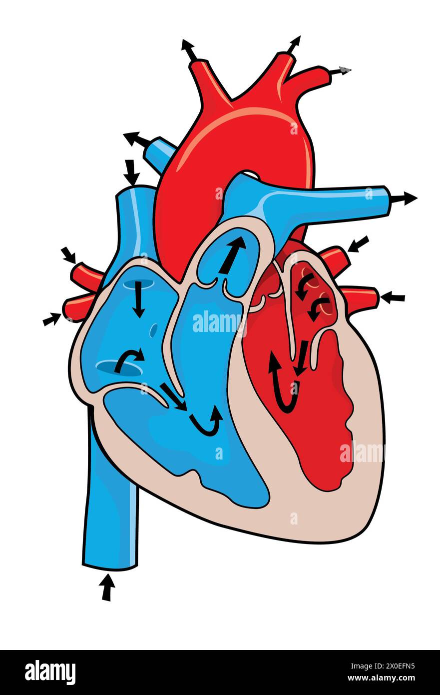 illustration médicale du fonctionnement du coeur humain Banque D'Images