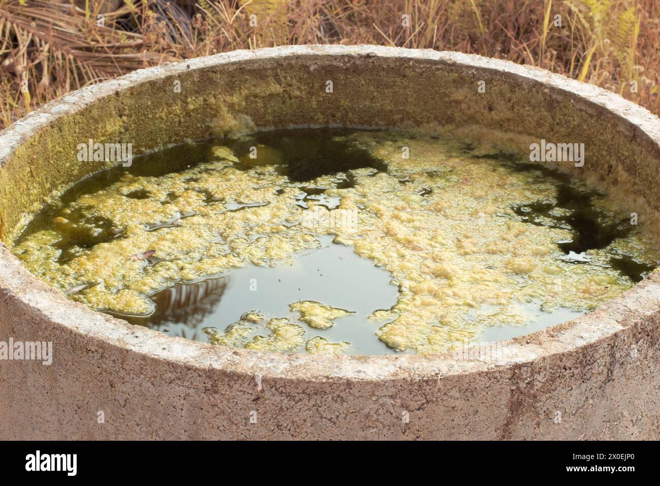 image infrarouge de boues d'algues verdâtres flottant à la surface du puits. Banque D'Images