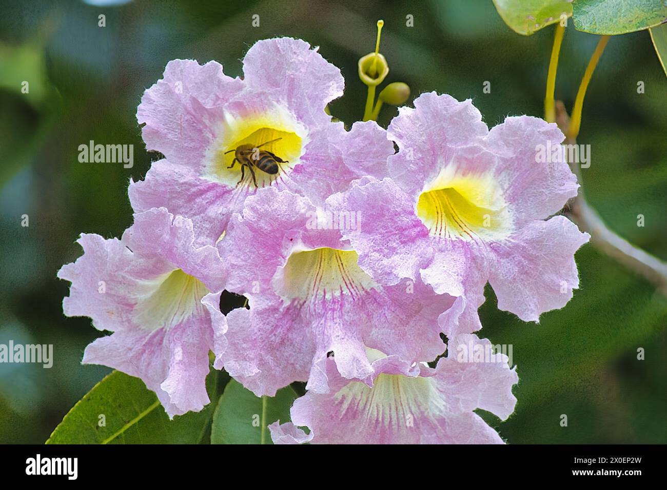 Abeille industrielle collectant le pollen. Banque D'Images
