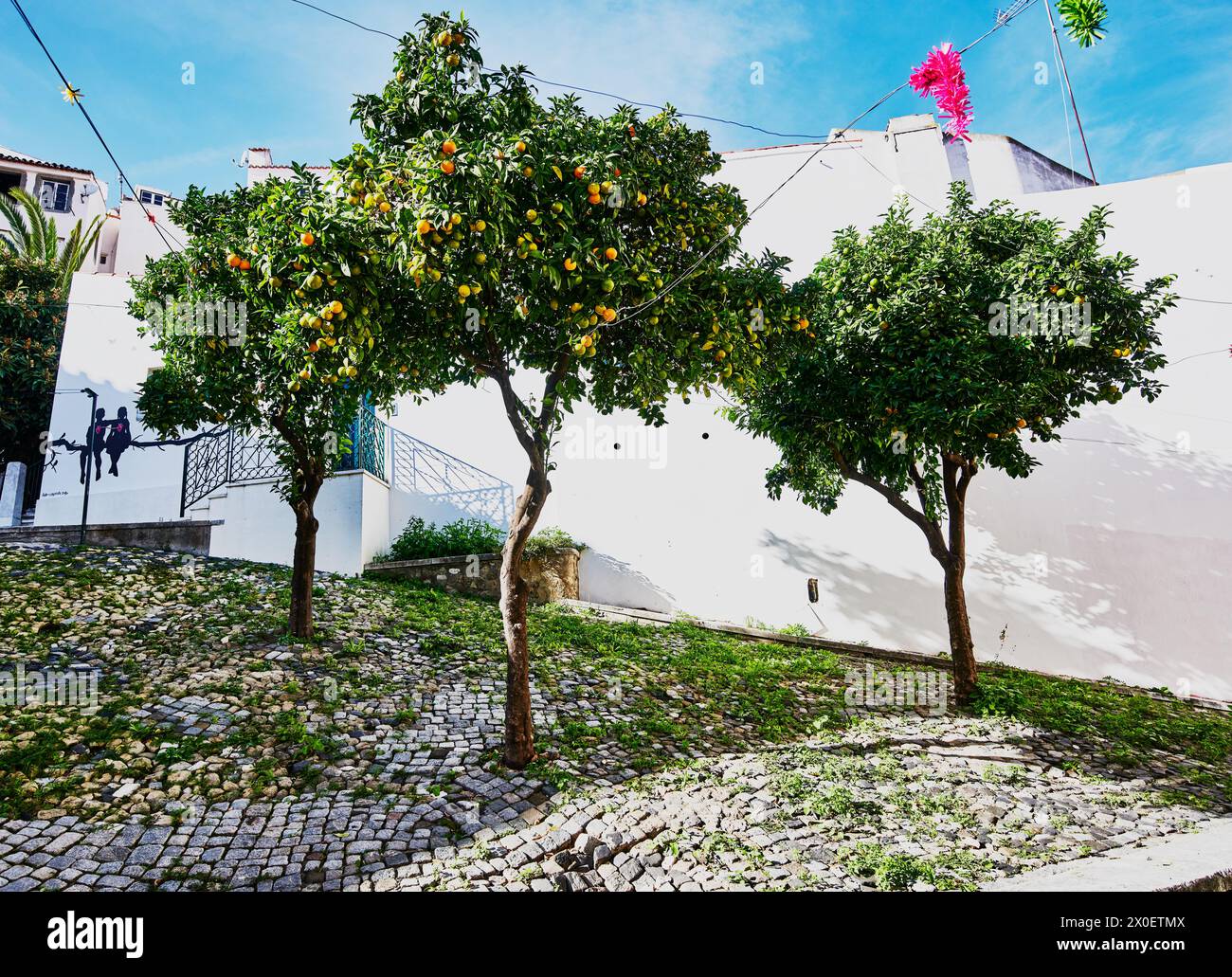 Orangers poussant dans une petite parcelle à Lisbonne, Portugal, Europe Banque D'Images