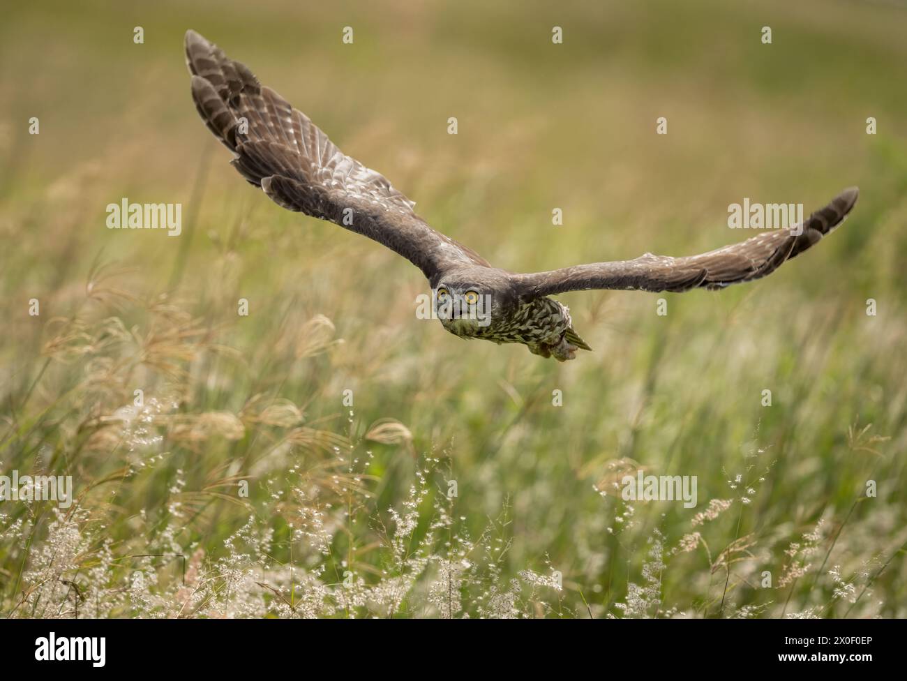 Barking Owl ( Ninox connivens ) volant au-dessus d'une prairie d'herbe affichant ses yeux jaunes perçants, mise au point sélectionnée. Banque D'Images
