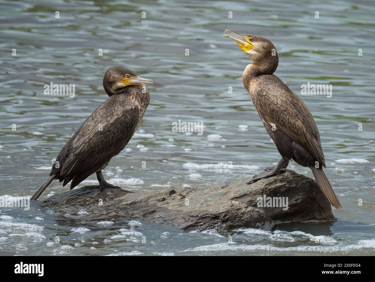 Une paire de grands Cormorans ( Phalacrocorax carbo ) juvéniles sur un rocher profitant de la lumière du soleil. Banque D'Images