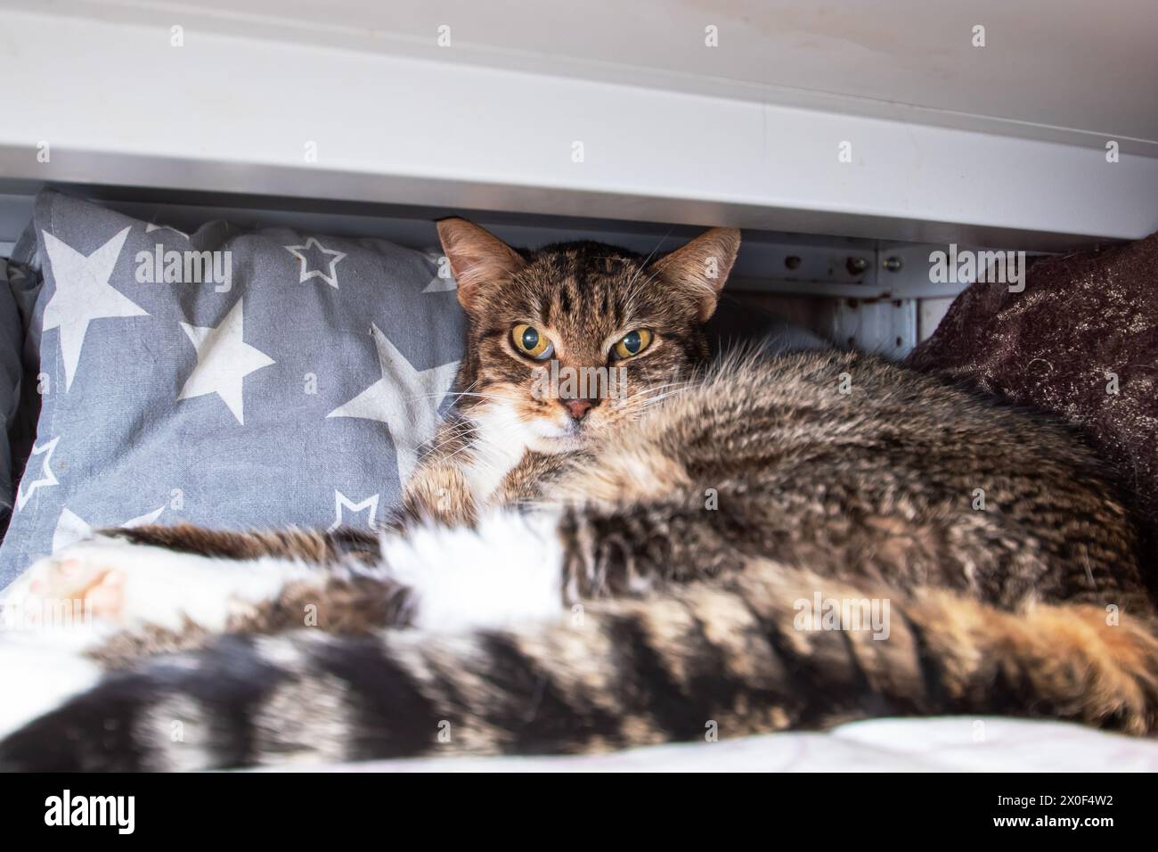 Chat avec moustaches couché confortablement sous une table gros plan Banque D'Images