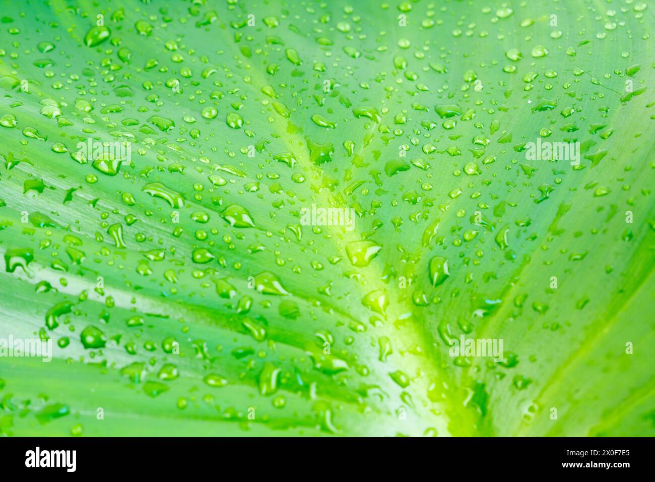 Gros plan gouttes de pluie sur la feuille verte, l'eau et le concept de fond de nature. Banque D'Images