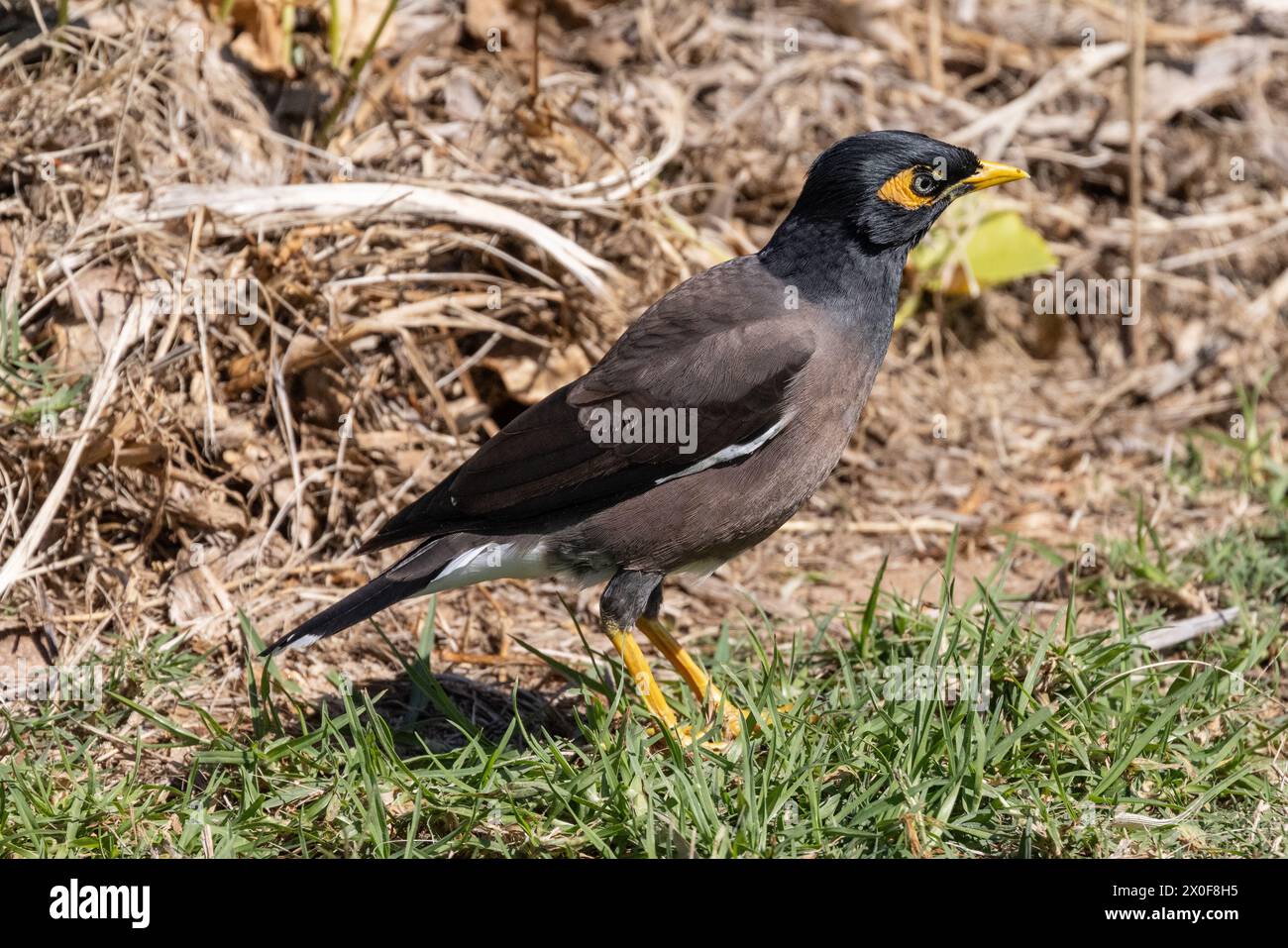 Recherche d'oiseaux de Myna communs dans un champ herbeux Banque D'Images