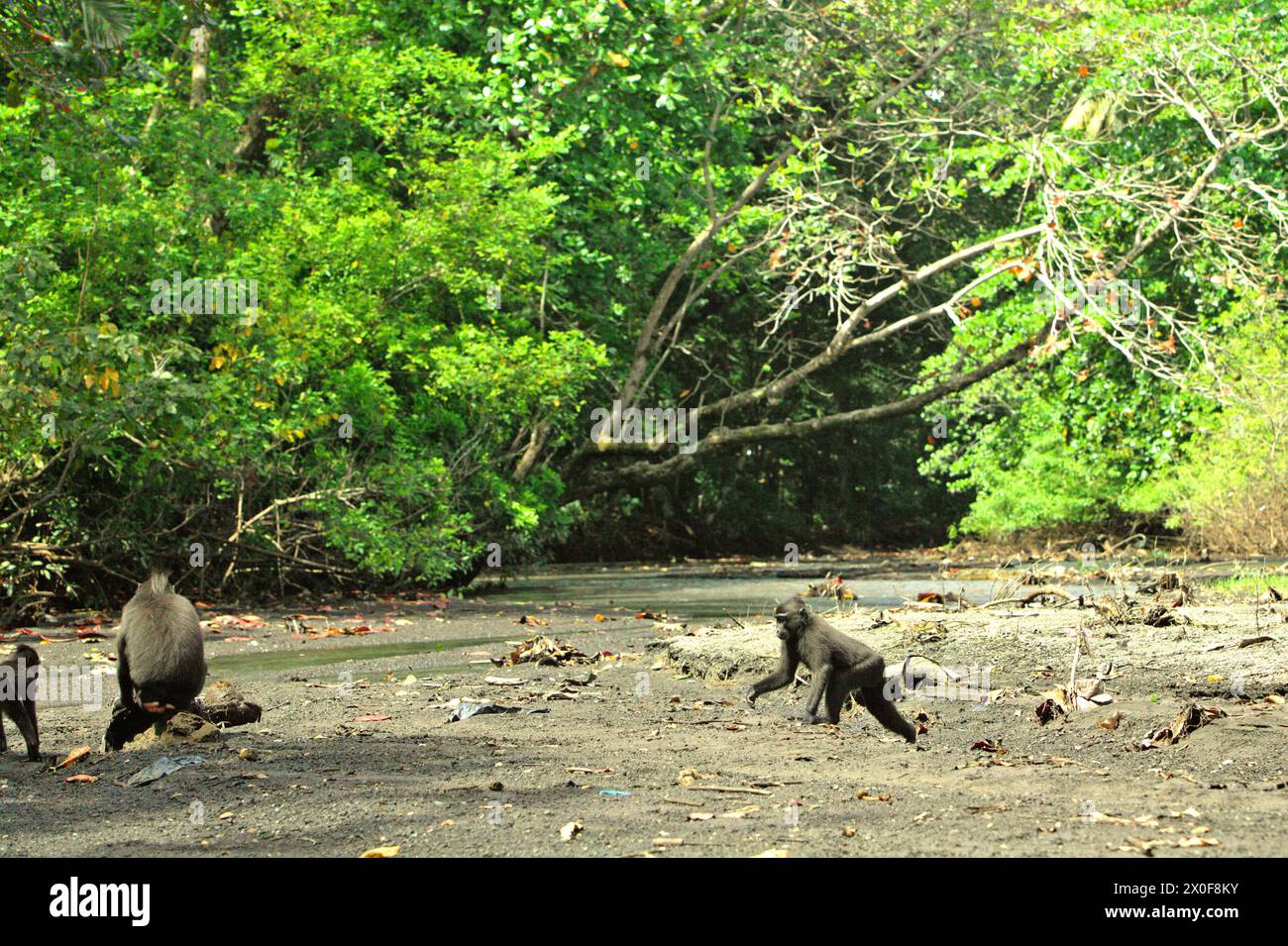 Les macaques à crête (Macaca nigra) se nourrissent sur un ruisseau près d'une plage dans la forêt de Tangkoko, Sulawesi du Nord, Indonésie. «Le changement climatique est l'un des principaux facteurs affectant la biodiversité dans le monde à un rythme alarmant», selon une équipe de scientifiques dirigée par Antonio Acini Vasquez-Aguilar dans leur document de recherche publié pour la première fois en mars 2024 sur environ Monit Assess. Cela pourrait modifier la répartition géographique des espèces, y compris les espèces qui dépendent grandement du couvert forestier, ont-ils écrit. En d'autres termes, le changement climatique pourrait réduire la pertinence de l'habitat des espèces de primates, ce qui pourrait les forcer à... Banque D'Images