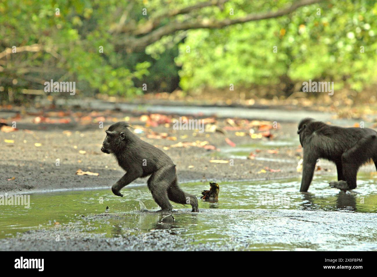 Les macaques à crête (Macaca nigra) se nourrissent sur un ruisseau près d'une plage dans la forêt de Tangkoko, Sulawesi du Nord, Indonésie. «Le changement climatique est l'un des principaux facteurs affectant la biodiversité dans le monde à un rythme alarmant», selon une équipe de scientifiques dirigée par Antonio Acini Vasquez-Aguilar dans leur document de recherche publié pour la première fois en mars 2024 sur environ Monit Assess. Cela pourrait modifier la répartition géographique des espèces, y compris les espèces qui dépendent grandement du couvert forestier, ont-ils écrit. En d'autres termes, le changement climatique pourrait réduire la pertinence de l'habitat des espèces de primates, ce qui pourrait les forcer à... Banque D'Images