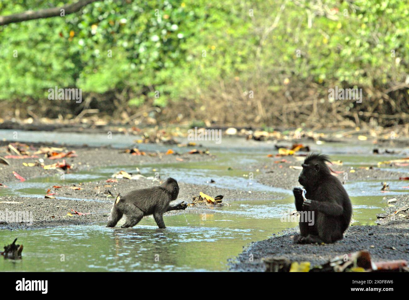 Un macaque à crête (Macaca nigra) fourre dans le ruisseau, alors qu'un autre individu tient un dentifrice qu'il a trouvé sur un ruisseau près d'une plage dans la forêt de Tangkoko, Sulawesi du Nord, Indonésie. «Le changement climatique est l'un des principaux facteurs affectant la biodiversité dans le monde à un rythme alarmant», selon une équipe de scientifiques dirigée par Antonio Acini Vasquez-Aguilar dans leur document de recherche publié pour la première fois en mars 2024 sur environ Monit Assess. Cela pourrait modifier la répartition géographique des espèces, y compris les espèces qui dépendent grandement du couvert forestier, ont-ils écrit. Banque D'Images