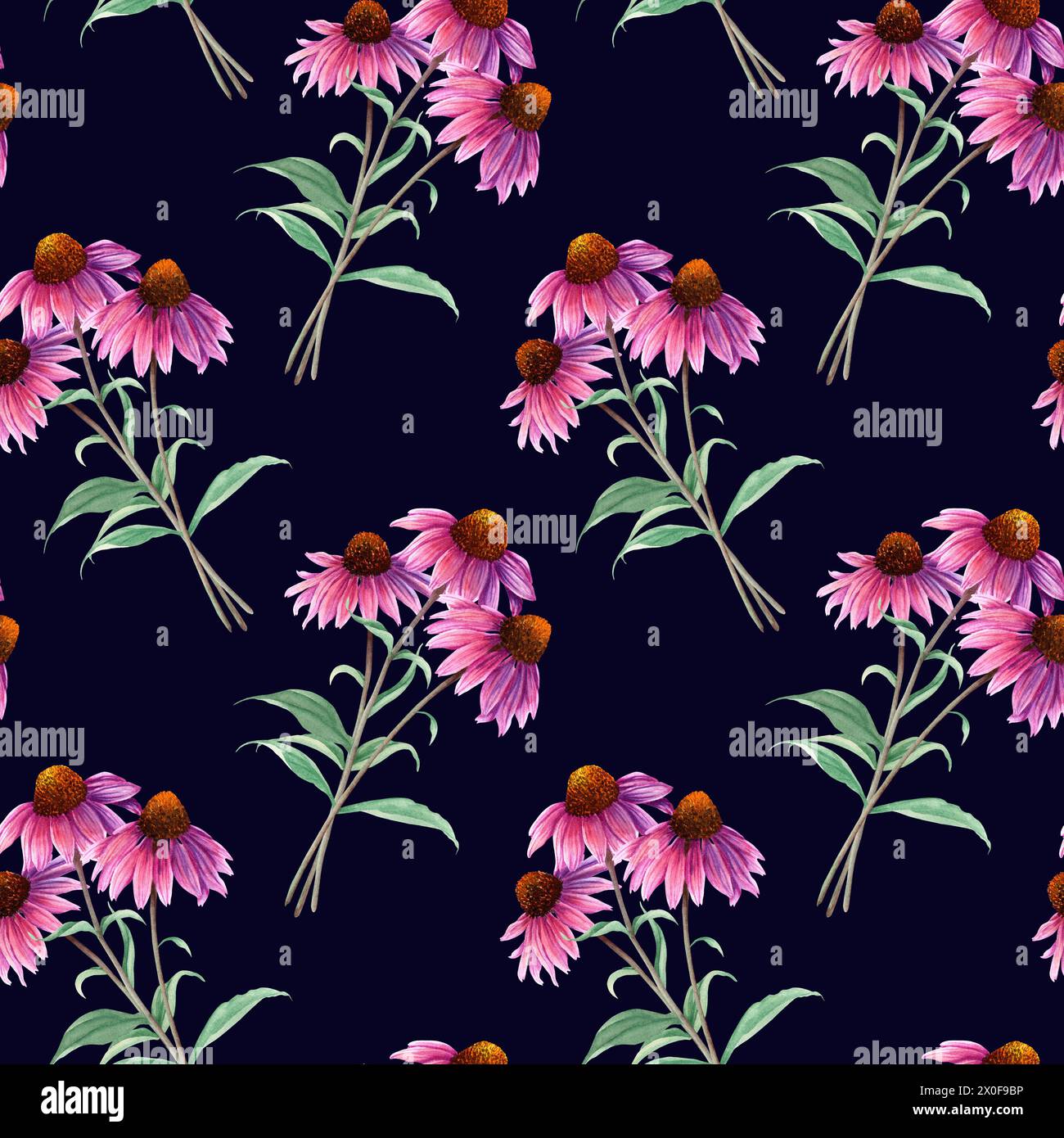 Motif sans couture de répétition d'aquarelle avec fleur d'herbe Coneflower, échinacée. Illustration dessinée à la main pour tissu textile Banque D'Images