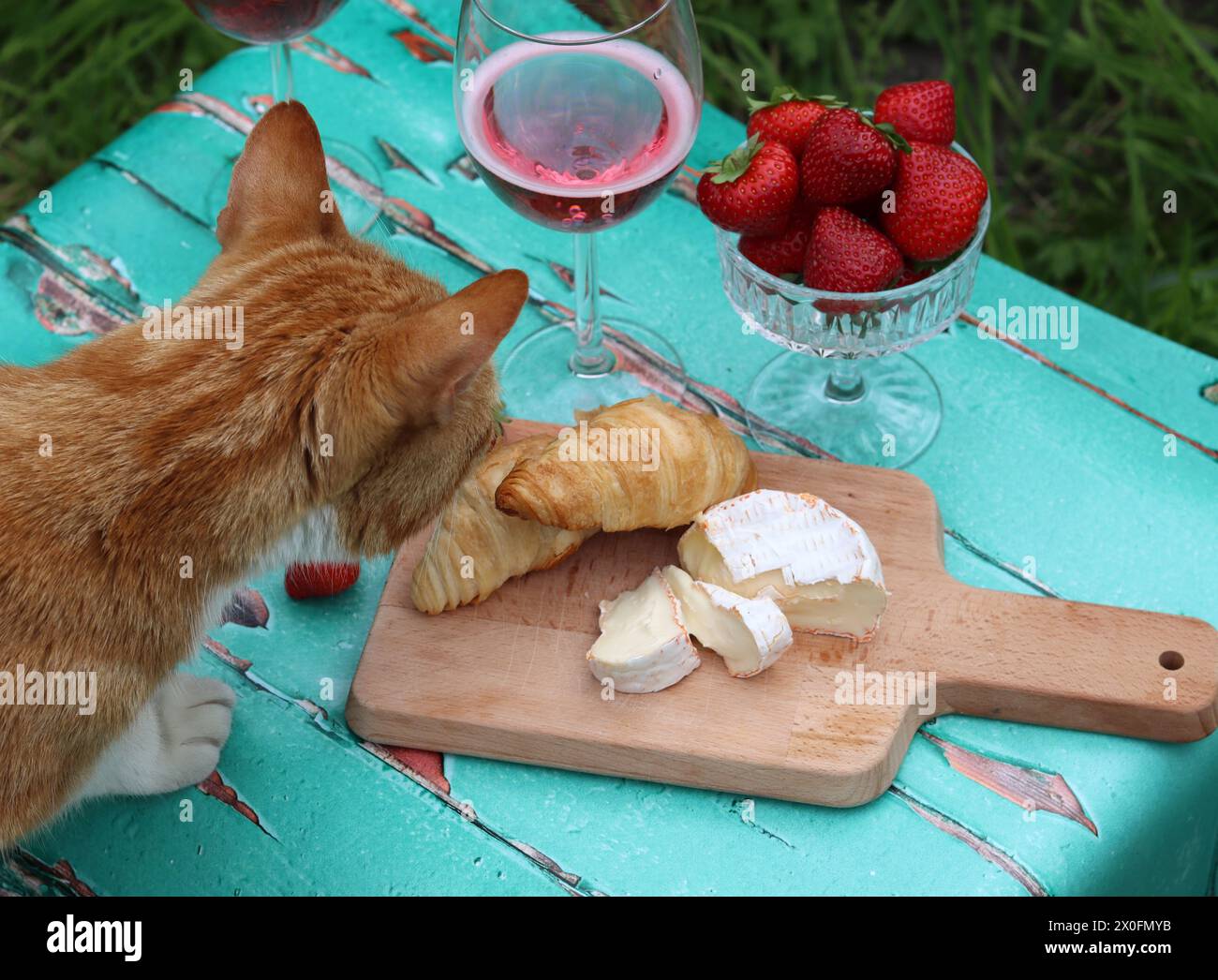 Chat sur une table de jardin. Chat au gingembre mignon volant de la nourriture. Verres à vin rose, fromage français, fraise gros plan photo. Banque D'Images
