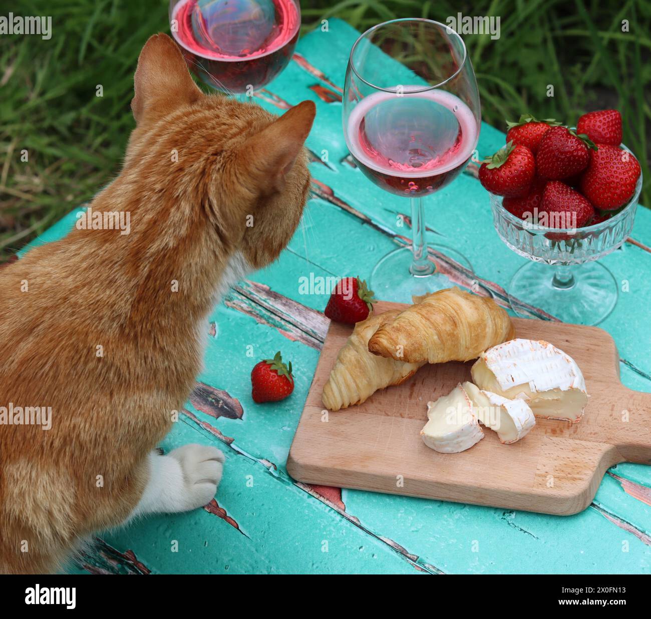 Chat sur une table de jardin. Chat au gingembre mignon volant de la nourriture. Verres à vin rose, fromage français, fraise gros plan photo. Banque D'Images
