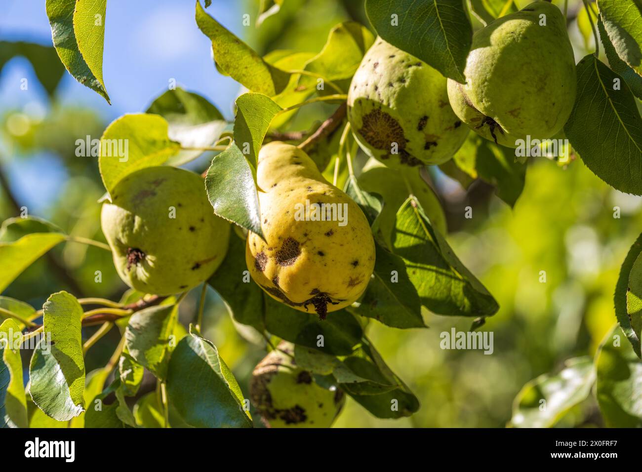Fruits de poire affectés par la gale du pommier Venturia inaequalis. Problèmes avec le jardin Banque D'Images
