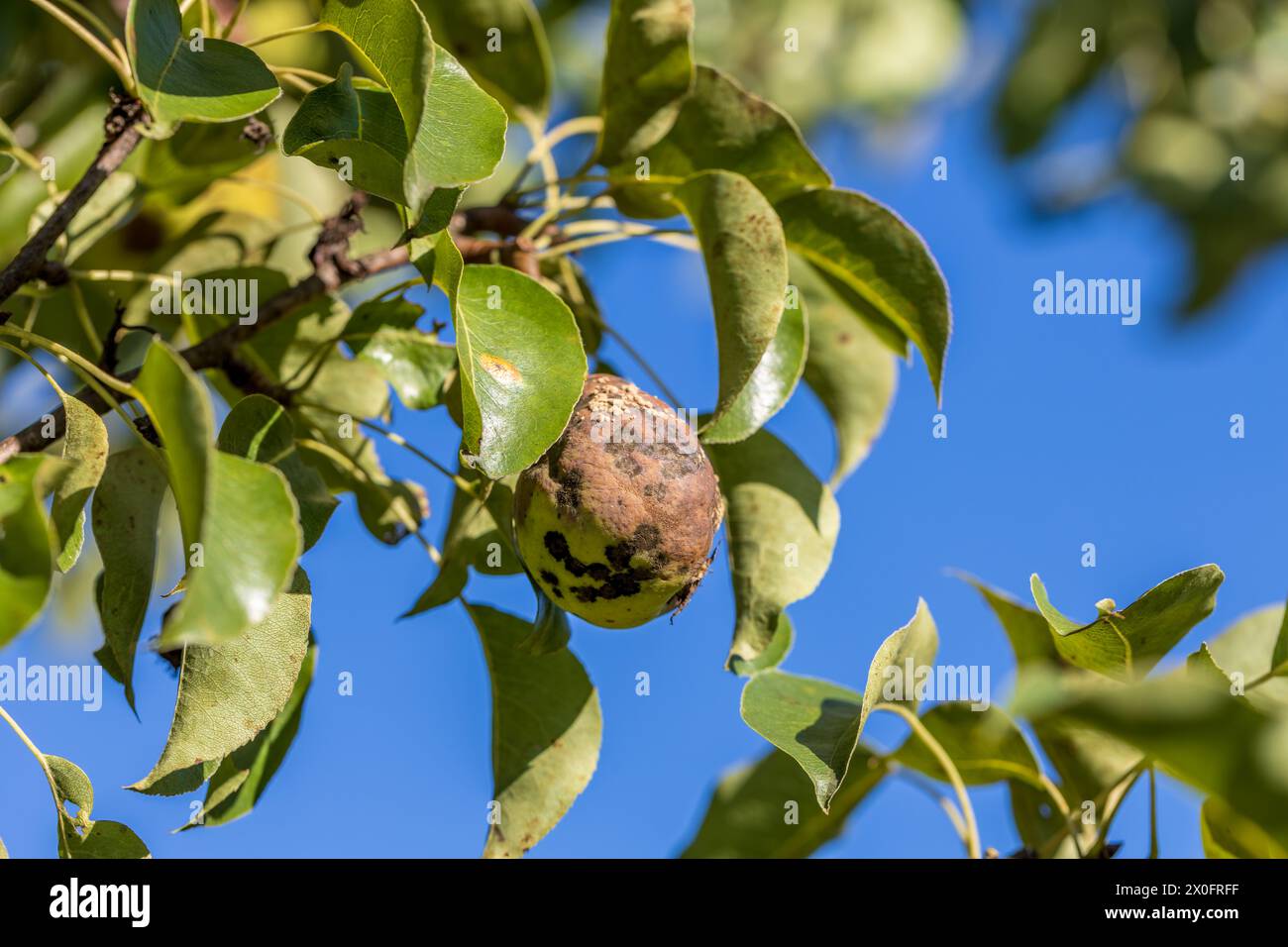 Poire atteinte de la croûte de Venturia inaequalis. Fruit monilial pourriture des fruits Banque D'Images