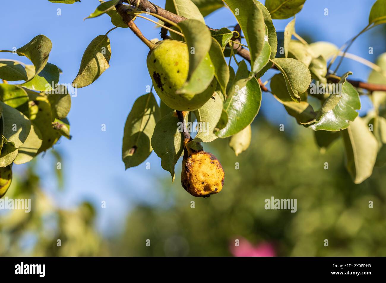 Poire atteinte de la croûte de Venturia inaequalis. Fruit monilial pourriture des fruits Banque D'Images