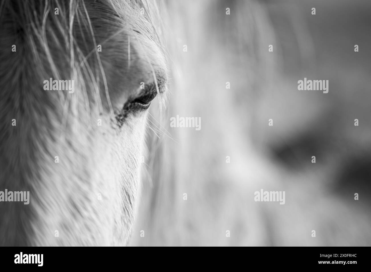Détail d'un cheval sauvage. Se concentrer sur l'œil et le devant du visage. Noir et blanc. Banque D'Images