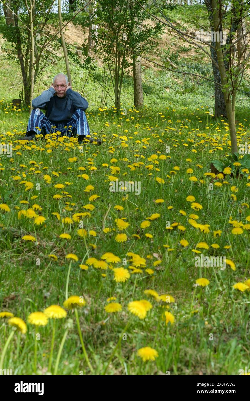 homme plus âgé regardant sombre et abattu assis dans le jardin entouré de pissenlits taraxacum dépassant son jardin rural zala comté hongrie Banque D'Images