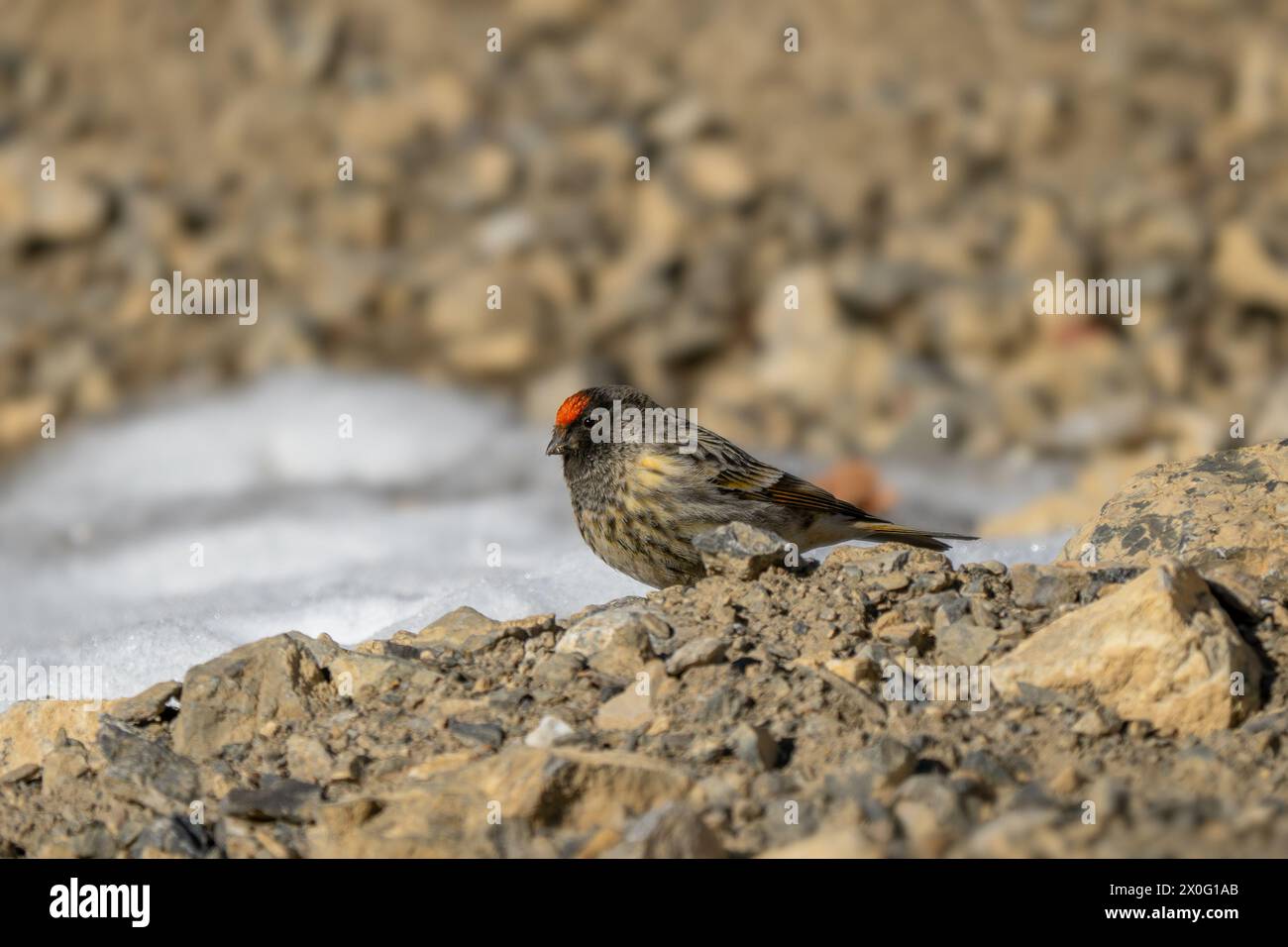 Serin à fronts rouges - Serinus pusillus, petit oiseau de passereau coloré magnifique des montagnes et collines asiatiques, vallée du Spiti, Himalaya, Inde. Banque D'Images