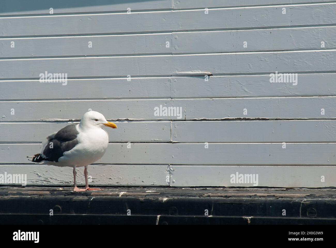seagul debout sur le côté gauche regardant sur son côté gauche et contre le mur en bois peint en blanc Banque D'Images