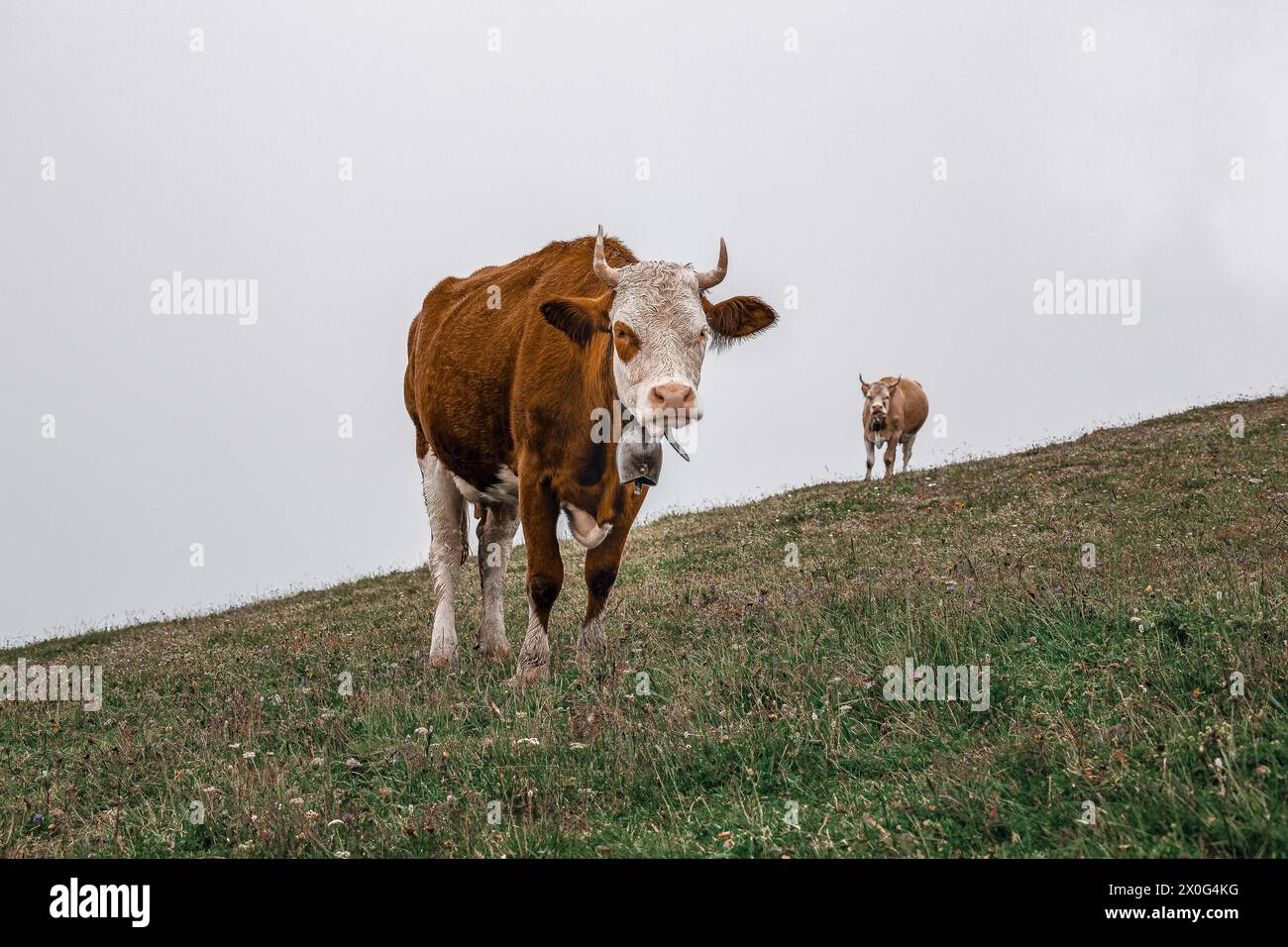 Vaches alpines prairies alpines vache de montagne en plein air vache suisse Alpes suisses Banque D'Images