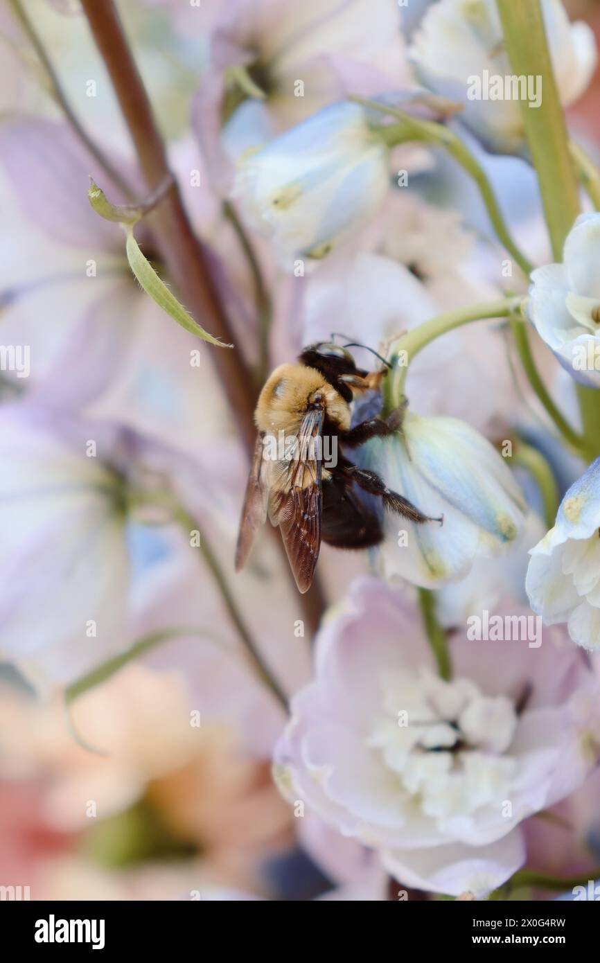 parmi les fleurs sauvages avec une abeille Banque D'Images